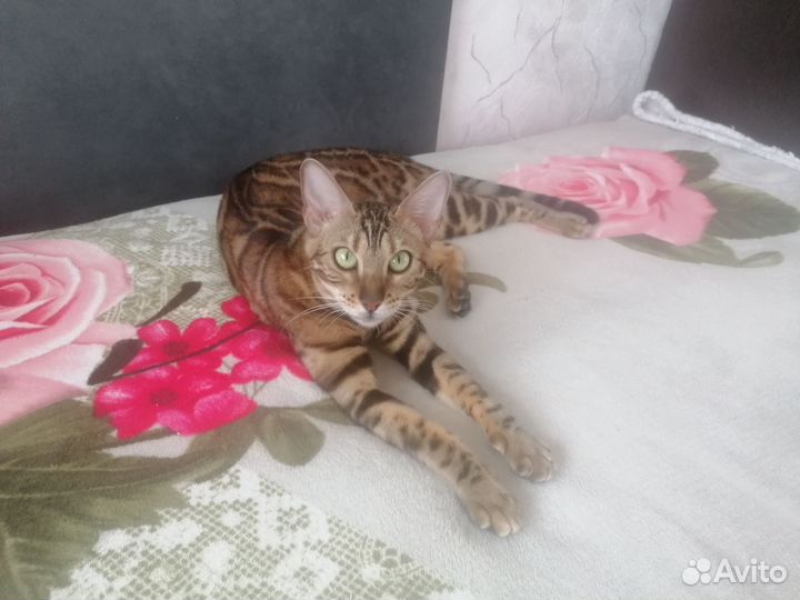 Бенгальская леопардовая кошка