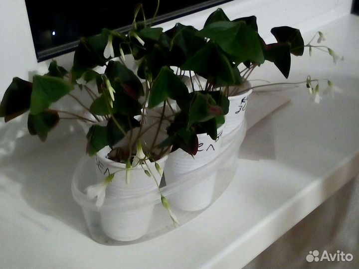 Кислица или оксалис с зелеными листьями