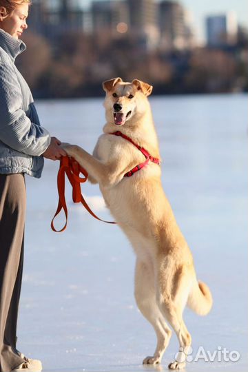 Собака в добрые руки