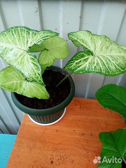 Сингониум взрослый укорененный