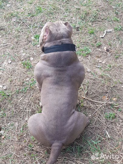 Предлагается для вязки, молодой кобель