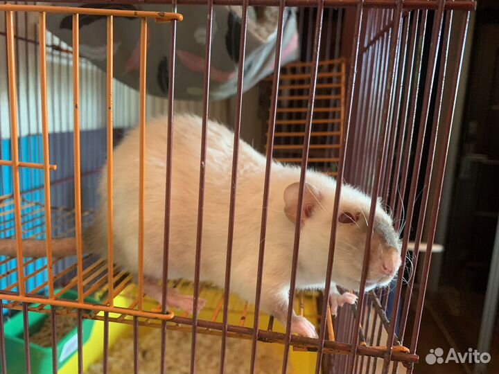 Крысы дамбо девочка