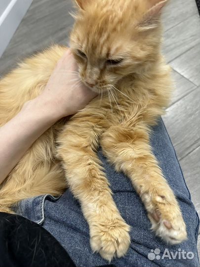 Метис мейн-куна в добрые руки