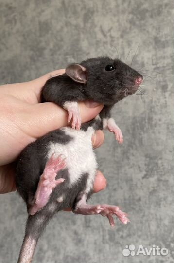 Крысята Дамбо девочки