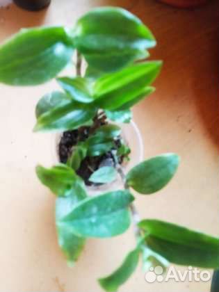 Цветы домашние