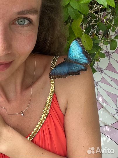 Возьму животное на передержку