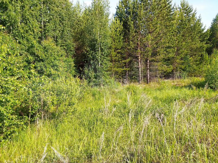 Участок 14,1 сот. (ИЖС)