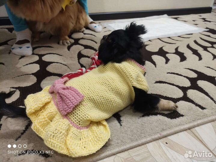 Платья для маленьких собак