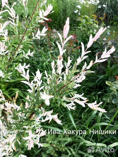 Декоративные кустарники #1