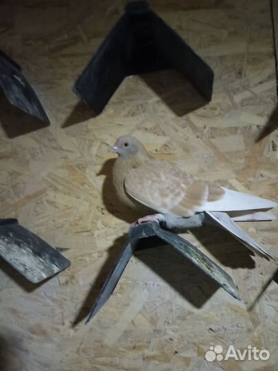 Ижевские голуби, пермяки желтые-4шт, красные-2шт