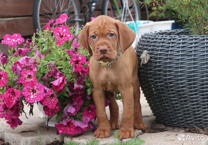 Щенки венгерской выжлы (легавая)