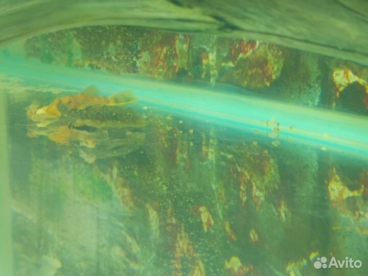 Анциструсы