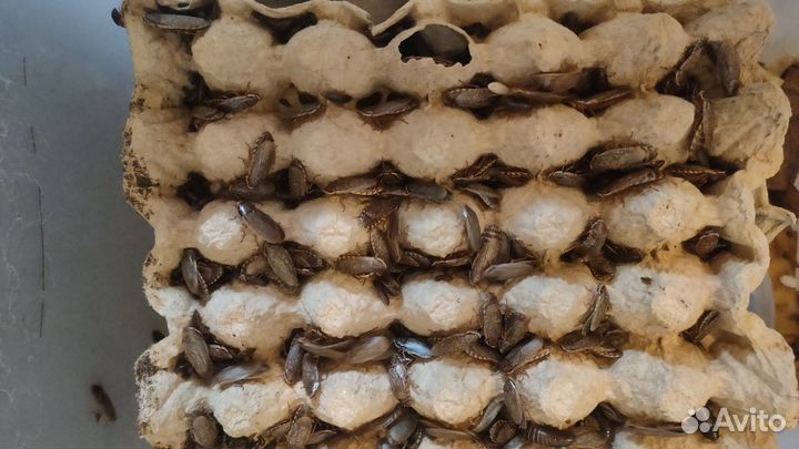 Кормовые тараканы