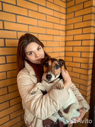 Передержка собак в домашних условиях