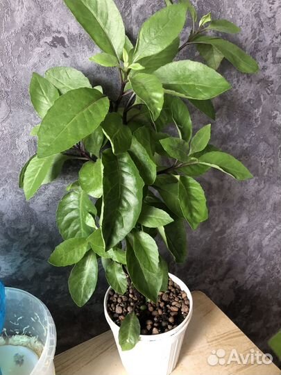 Ждинура лечебное растение