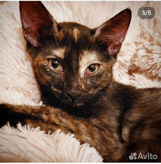 Кошка Пиуачу 7 месяцев,лоток отлично