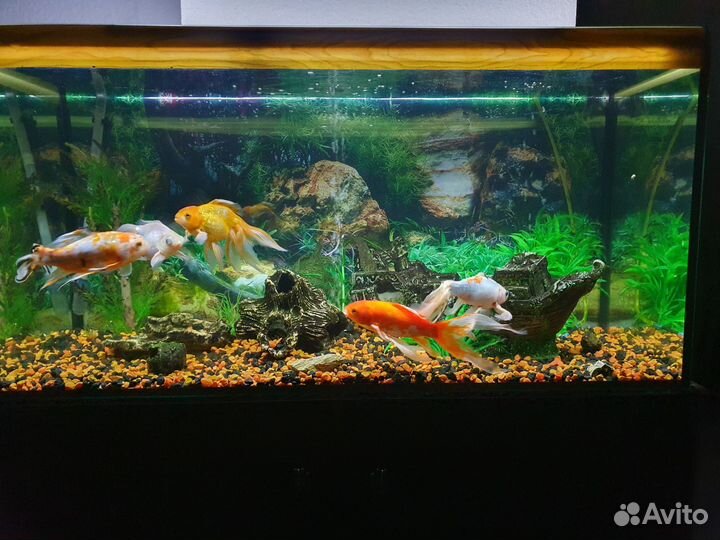 Аквариум 200 литров