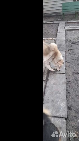 Собака в добрые руки