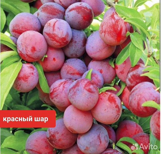 Слива разных сортов