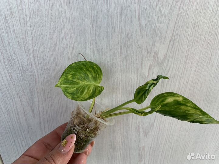 Эпипремнум Годзилла вариегатная