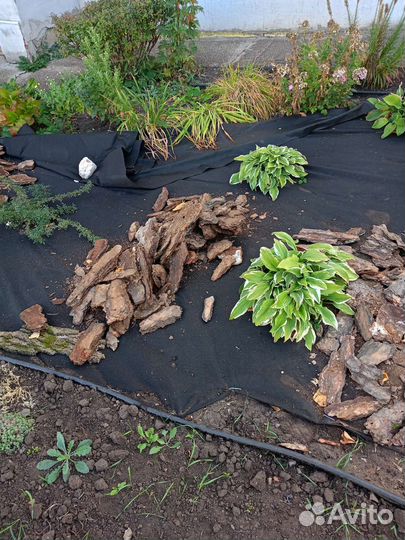 Кора сосновая