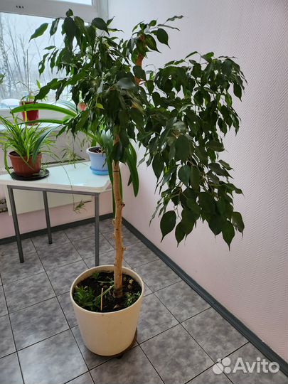 Фикус бенджамина дерево 2м