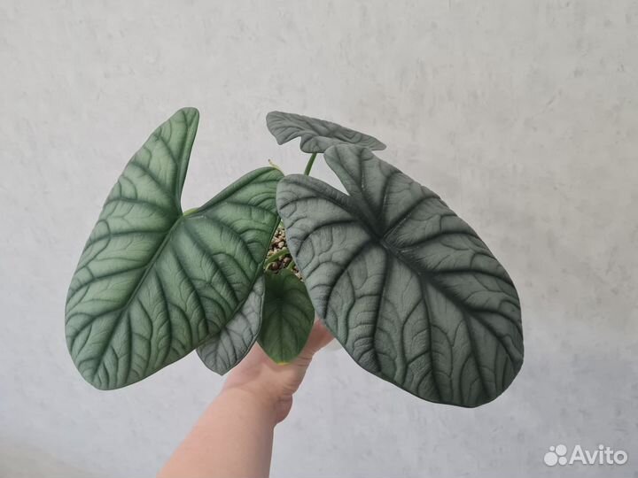 Алоказия Драгон мун