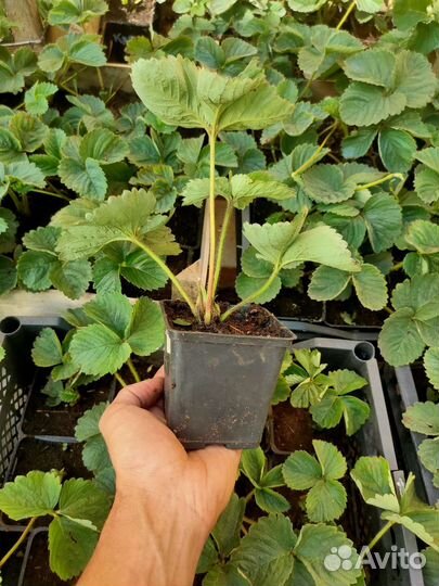 Рассада клубники