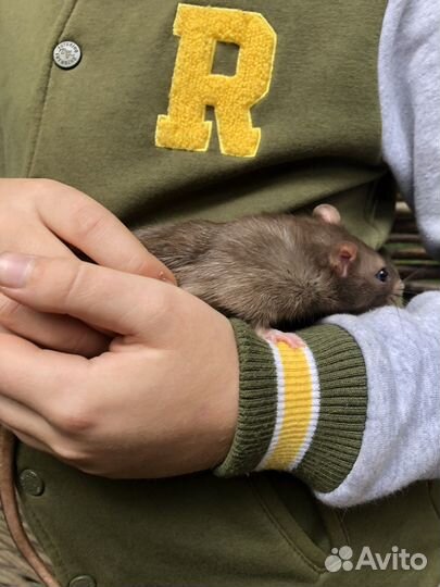 Крыса дамбо