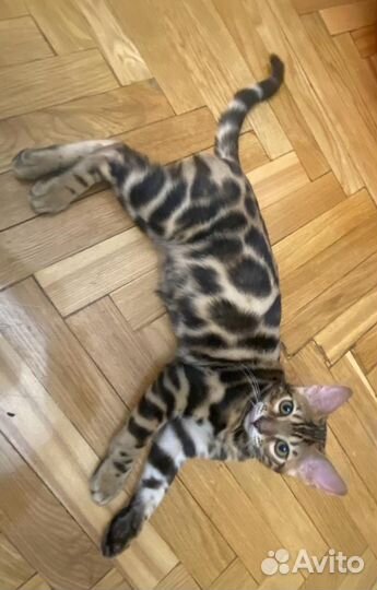 Бенгальские котята с документами