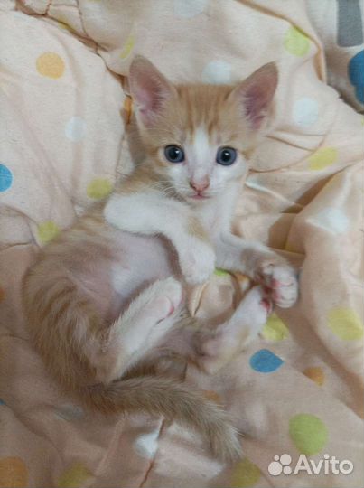 Котик отдаём