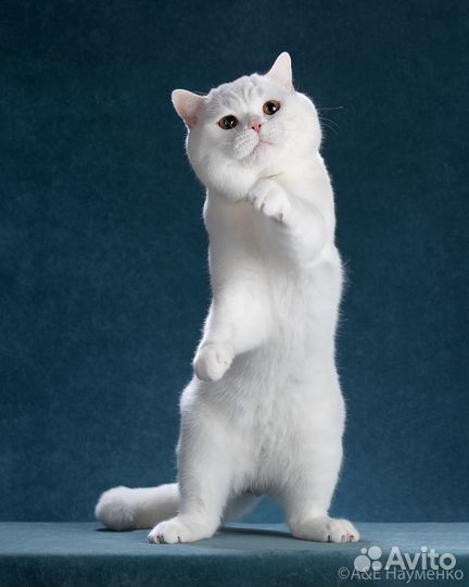 Вязка с британским котом