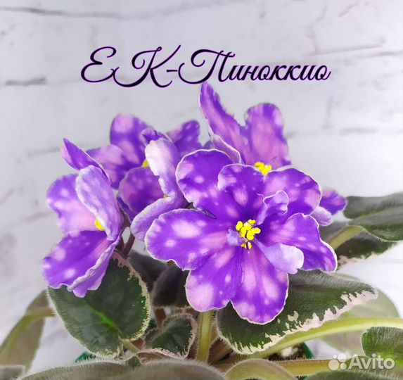 Детки сортовых фиалок