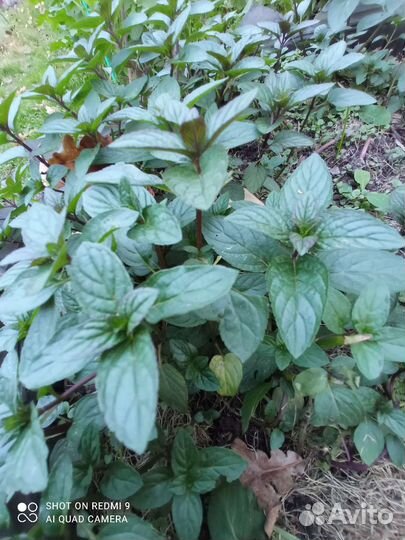 Коллекционная мята