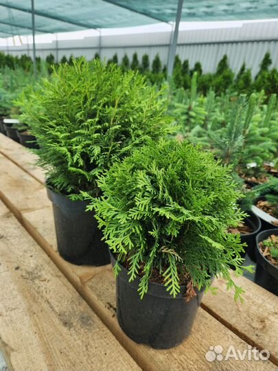 Саженцы: туи, сосны, ели, кедры