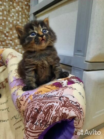Котенок в добрые руки