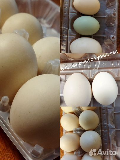 Домашние куриные яйца