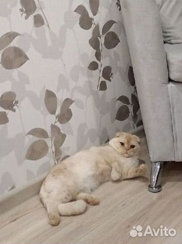 Отдам в добрые руки вислоухого кота