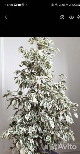 Фикус Белый красавец