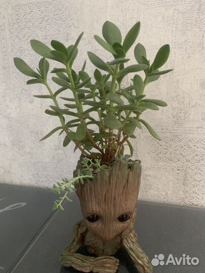Суккуленты