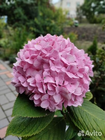 Саженцы декоративных кустарников