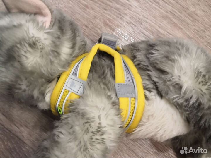 Шлейка для кота