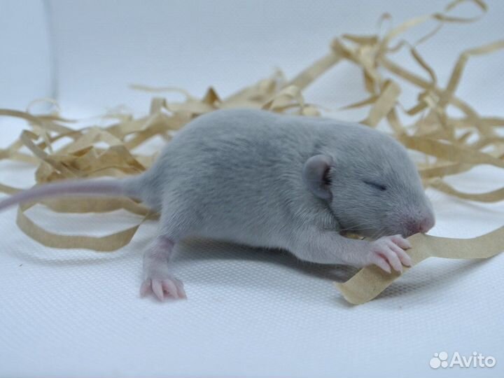 Крыса дамбо голубая норка