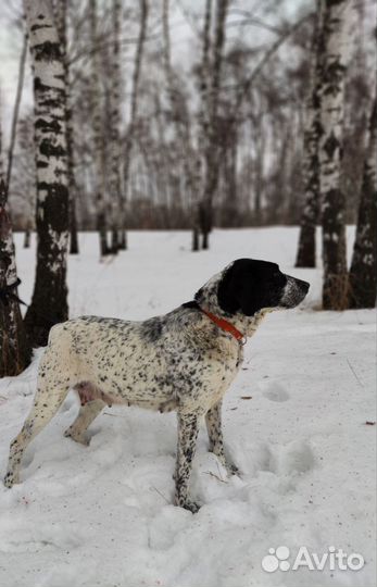 Собака в добрые руки из приюта
