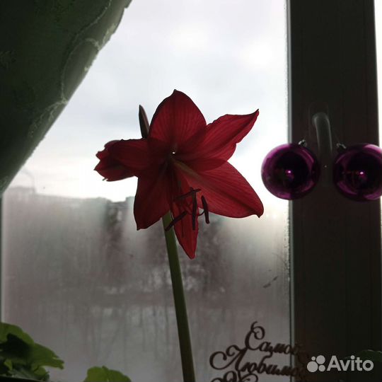 Гиппиаструм