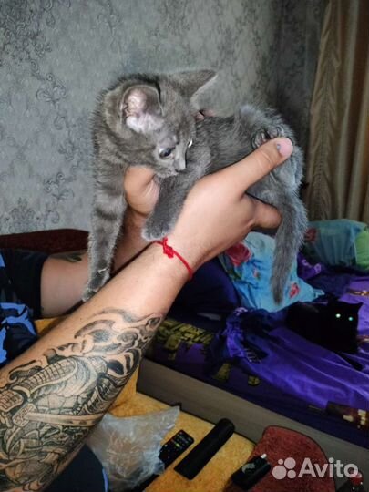 Кошка