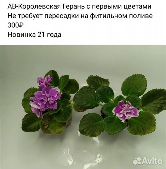 Фиалки сортовые цветущие и детки