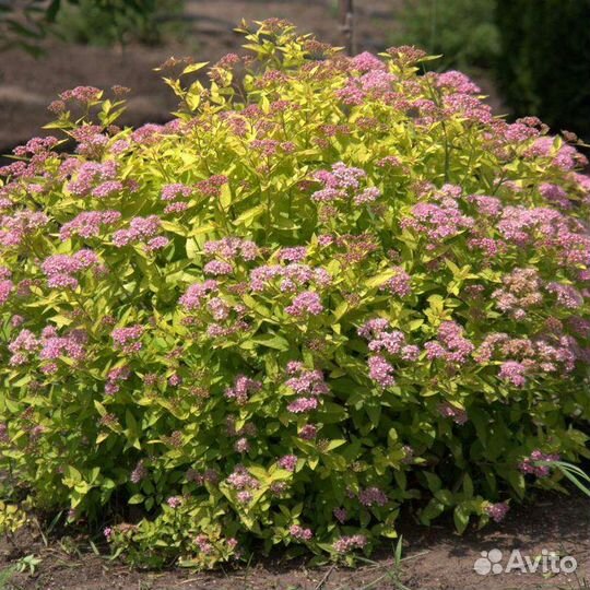 Декоративные кустарники