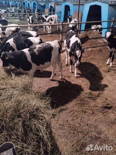 Телята мясной породы бычки