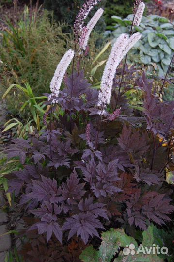 Клопогон Пинк Спайс